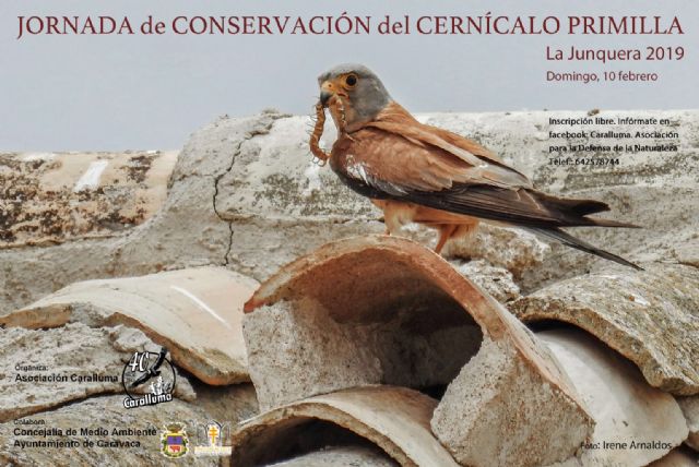 'Caralluma' y la Concejalía de Medio Ambiente inician la campaña para la conservación del Cernícalo Primilla - 1, Foto 1
