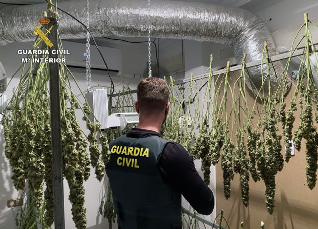 La Guardia Civil desmantela en Cieza un clan familiar dedicado al cultivo, elaboración y tráfico de droga - 4, Foto 4