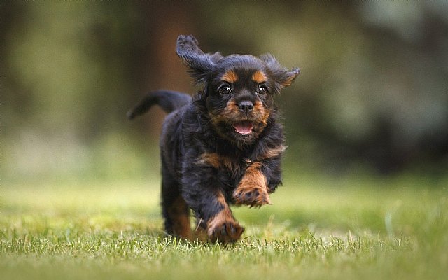 Ranking de las mascotas preferidas por los españoles - 1, Foto 1