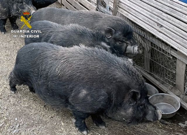 La Guardia Civil denuncia a una persona por la tenencia de diez cerdos vietnamitas sin la documentación correspondiente - 1, Foto 1