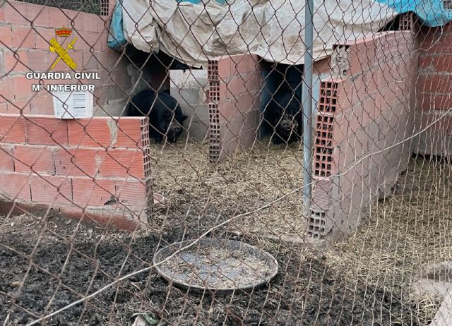 La Guardia Civil denuncia a una persona por la tenencia de diez cerdos vietnamitas sin la documentación correspondiente - 2, Foto 2