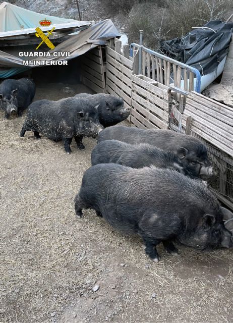 La Guardia Civil denuncia a una persona por la tenencia de diez cerdos vietnamitas sin la documentación correspondiente - 4, Foto 4
