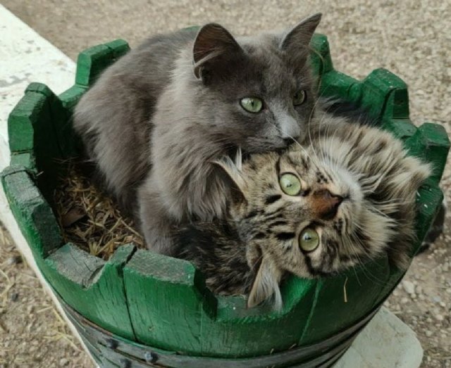 PetMediaGroup convierte Mundo Animalia en el mercado online de mascotas más seguro de España - 1, Foto 1