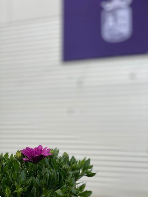Torre Pacheco se ilumina de morado para conmemorar el Día Internacional de las Mujeres - 3, Foto 3