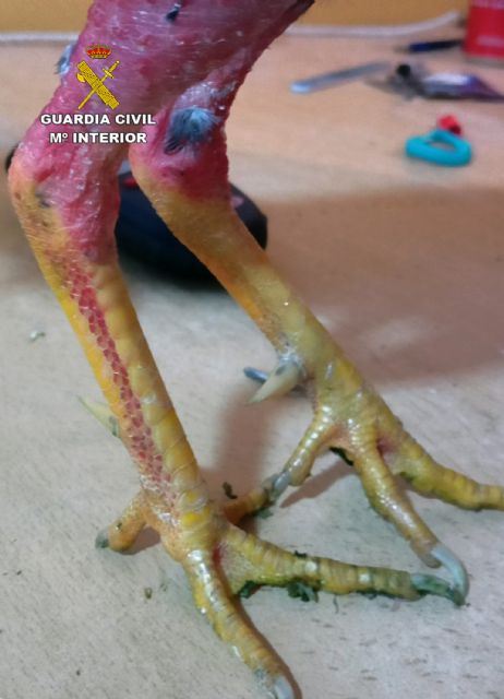 La Guardia Civil desmantela un tentadero ilegal de peleas de gallos con 80 personas reunidas - 1, Foto 1