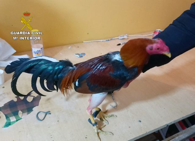 La Guardia Civil desmantela un tentadero ilegal de peleas de gallos con 80 personas reunidas - 2, Foto 2