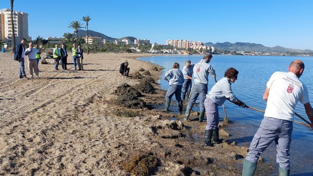 El Gobierno regional invertirá casi 8,5 millones de euros en retirar biomasa y ova del Mar Menor entre abril y septiembre - 2, Foto 2