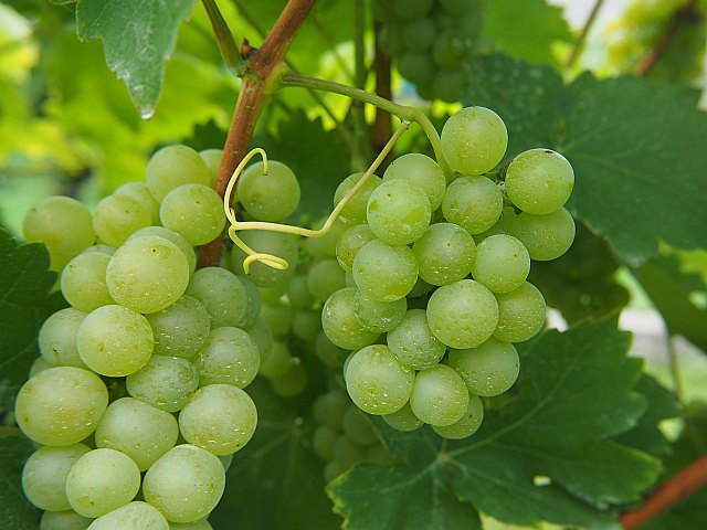 El 15 de abril, último día para contratar el seguro de uva de mesa para la próxima cosecha - 1, Foto 1