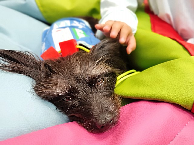 Huellas en el Corazón, un programa de Intervenciones Asistidas con perros destinado a pacientes pediátricos de Córdoba y Málaga - 2, Foto 2