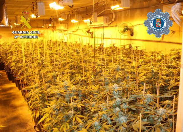 Desmantelado un invernadero de marihuana en un almacén de La Aljorra-Cartagena - 2, Foto 2