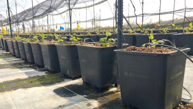Greenvass presenta su nueva línea de macetas para cultivo hidropónico - 1, Foto 1