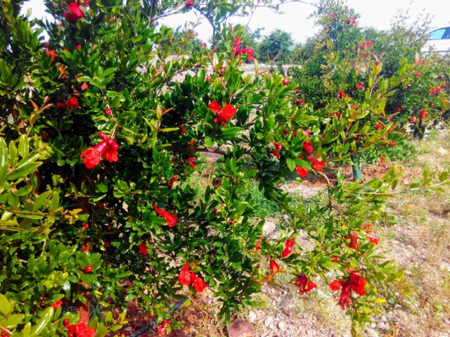 Agricultura estudia el comportamiento de siete variedades de granado en la huerta de Murcia como alternativa a otros cultivos - 1, Foto 1