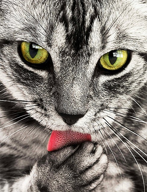 El gato y los traumas - 1, Foto 1