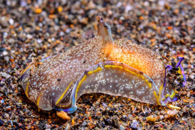 Vida marina sobre las arenas negras de Portman - 1, Foto 1