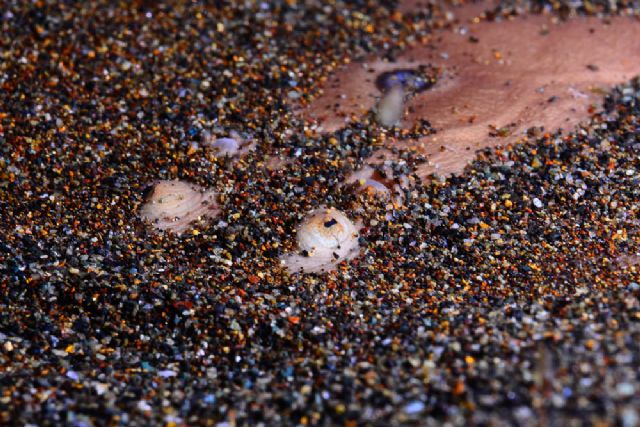 Vida marina sobre las arenas negras de Portman - 2, Foto 2