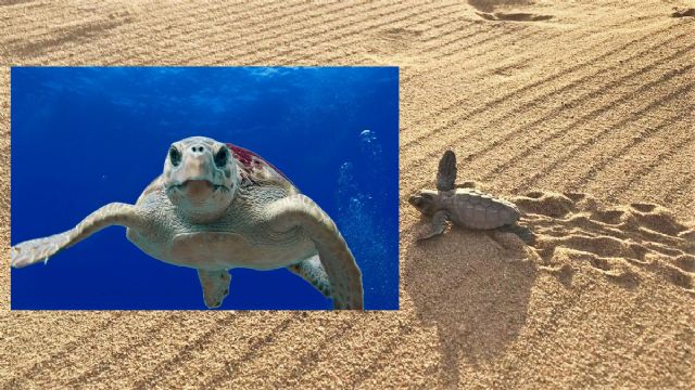 Suelta de tortugas bobas en Moj�car