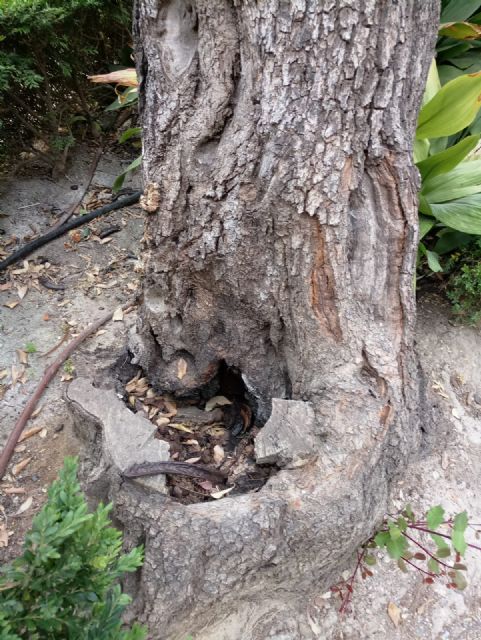 La cada de ramas de un algarrobo en La Cubana obliga a su tala parcial, Foto 7