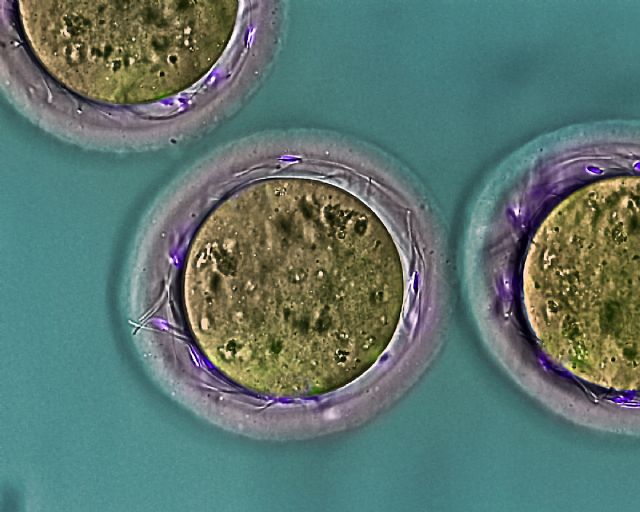 Investigadores de la UMU y el IMIB descubren una proteína del espermatozoide esencial para que ocurra la fecundación - 1, Foto 1