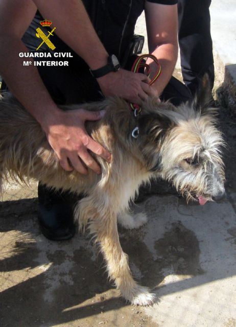 La Guardia Civil investiga a un vecino de Águilas por maltratar a su perro - 2, Foto 2
