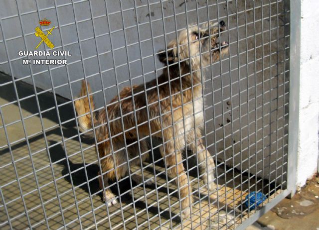 La Guardia Civil investiga a un vecino de Águilas por maltratar a su perro - 4, Foto 4