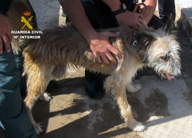 La Guardia Civil investiga a un vecino de Águilas por maltratar a su perro - 5, Foto 5