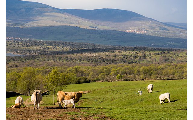 UPA pide al Gobierno la retirada de la campaña anti-ganadería del ministro Garzón - 1, Foto 1