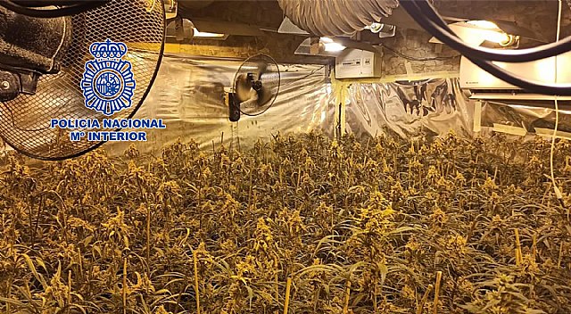 La Policía Nacional desmantela cuatro plantaciones indoor de marihuana con 1.700 plantas y 10.000 esquejes - 1, Foto 1