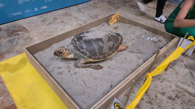 El Museo de la Ciencia y el Agua inaugura un nuevo espacio dedicado a la sensibilización ambiental sobre la vulnerabilidad de las tortugas marinas - 2, Foto 2