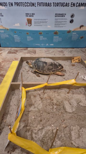 El Museo de la Ciencia y el Agua inaugura un nuevo espacio dedicado a la sensibilización ambiental sobre la vulnerabilidad de las tortugas marinas - 4, Foto 4