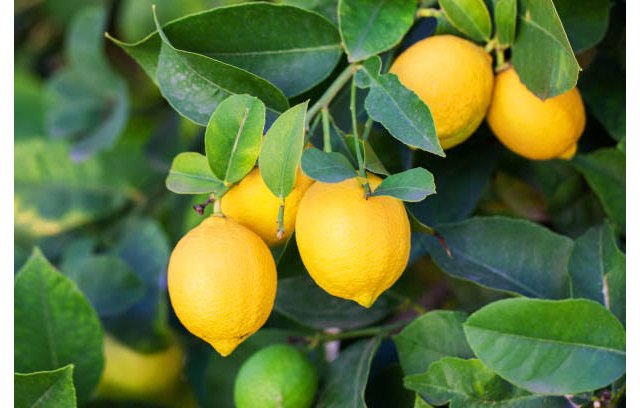 ASAJA Murcia valora la campaña del limón Verna como “agridulce a su finalización” - 1, Foto 1