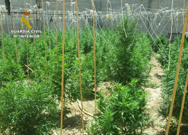 La Guardia Civil desmantela una plantación de marihuana en Librilla - 1, Foto 1