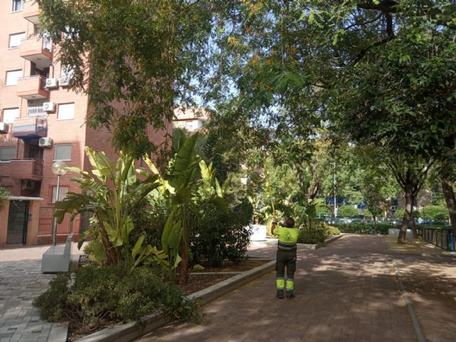 Más de 3.000 árboles son refaldeados para garantizar la seguridad de los vecinos - 2, Foto 2