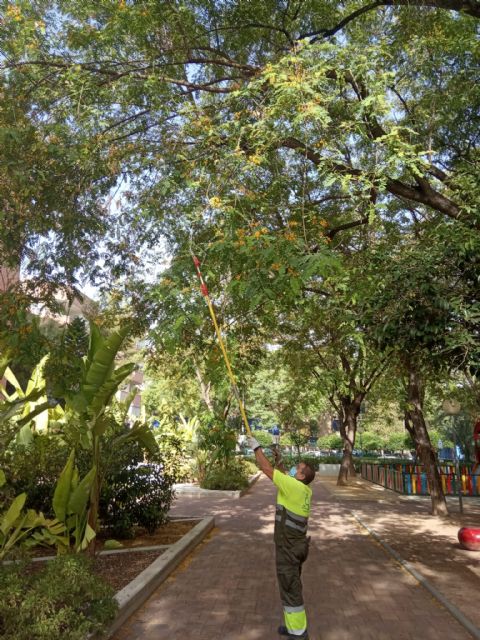 Más de 3.000 árboles son refaldeados para garantizar la seguridad de los vecinos - 3, Foto 3