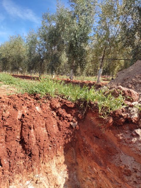 Recomendaciones para utilizar cubiertas vegetales con el menor coste económico y ambiental - 2, Foto 2