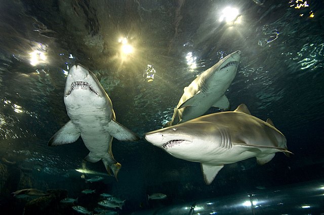 Estas son las mejores experiencias acuáticas de España - 1, Foto 1