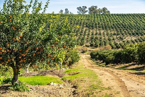9 de septiembre, Día Mundial de la Agricultura: España, pionera en agricultura sostenible y comprometida - 1, Foto 1