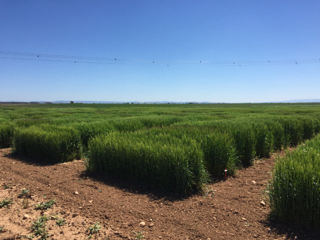 El Informe Noleppa advierte que sin la mejora vegetal será imposible alcanzar el Pacto Verde Europeo - 1, Foto 1
