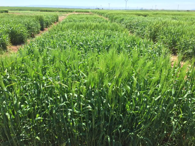 El Informe Noleppa advierte que sin la mejora vegetal será imposible alcanzar el Pacto Verde Europeo - 2, Foto 2