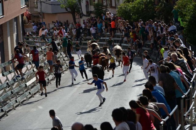 Último encierro con los novillos-toros de Fuente Ymbro de la Feria y Fiestas de Calasparra - 2, Foto 2