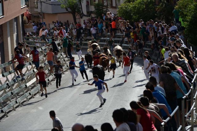 Último encierro con los novillos-toros de Fuente Ymbro de la Feria y Fiestas de Calasparra - 2, Foto 2