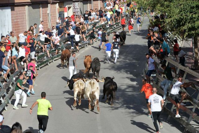 Último encierro con los novillos-toros de Fuente Ymbro de la Feria y Fiestas de Calasparra - 4, Foto 4