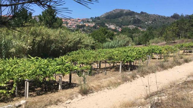 El vino de la arena de los viñedos centenarios de Cangas de Morrazo protagoniza la nueva edición de Viñadores do Atlántico - 1, Foto 1