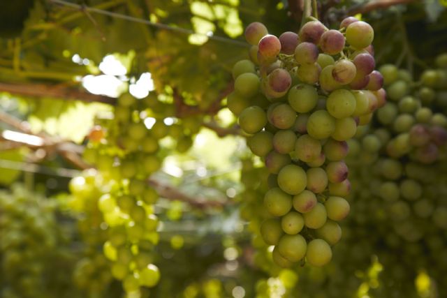 Carrefour distribuye 5 toneladas de uva origen españa - 1, Foto 1