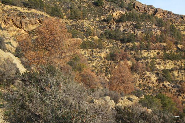 Tala de pinar seco en la sierra de La Muela - 2, Foto 2