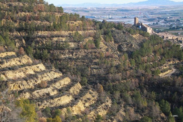Tala de pinar seco en la sierra de La Muela - 3, Foto 3