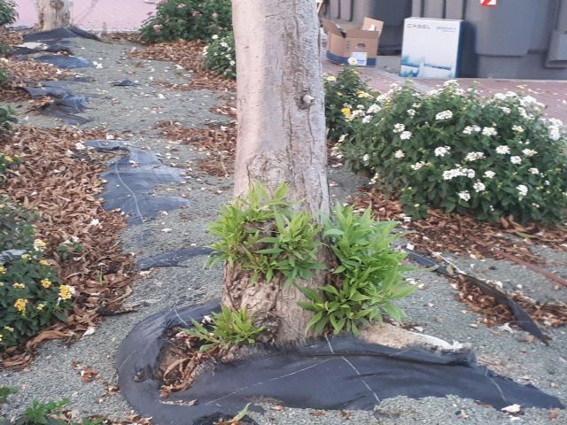 Ahora Murcia denuncia la total falta de mantenimiento de parterres de las aceras de Juan de Borbón - 1, Foto 1