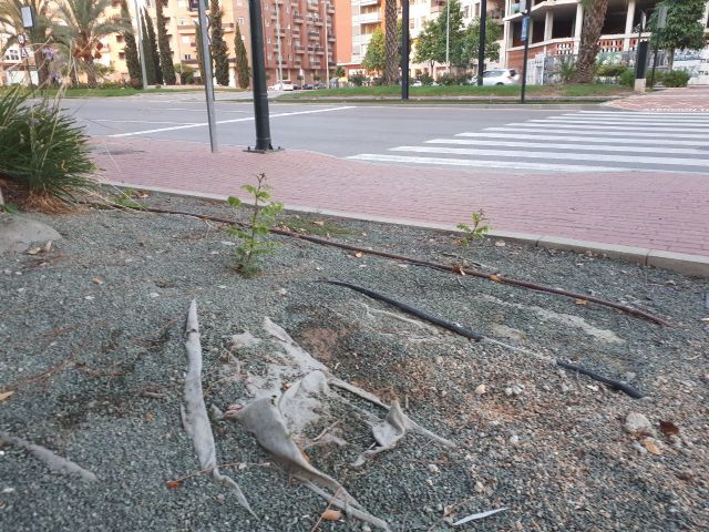 Ahora Murcia denuncia la total falta de mantenimiento de parterres de las aceras de Juan de Borbón - 2, Foto 2