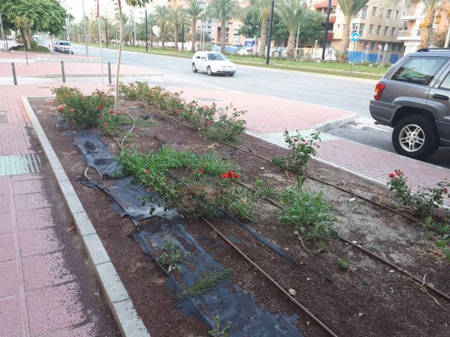 Ahora Murcia denuncia la total falta de mantenimiento de parterres de las aceras de Juan de Borbón - 4, Foto 4
