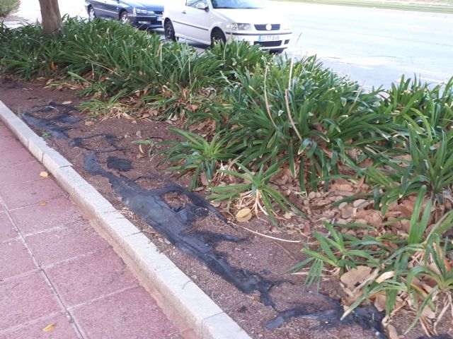Ahora Murcia denuncia la total falta de mantenimiento de parterres de las aceras de Juan de Borbón - 5, Foto 5