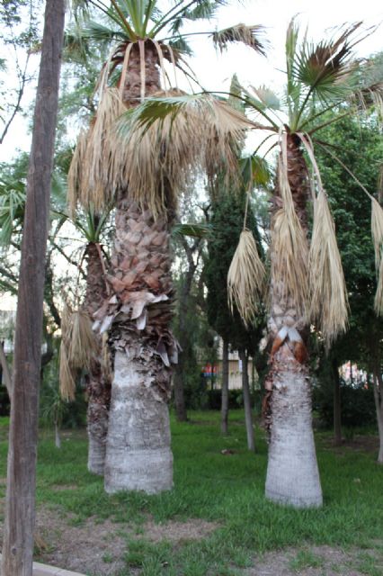 Ciudadanos denuncia la inacción del Ayuntamiento ante la proliferación de focos de ratas en el parque de los Barreros - 2, Foto 2